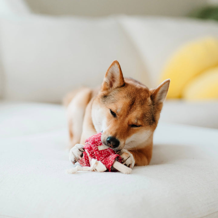 Lollipop Enrichment Toy