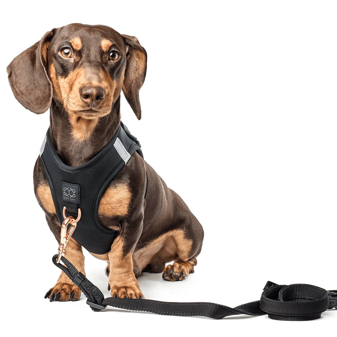 3-in-1 City Dog Leash - Rockstar