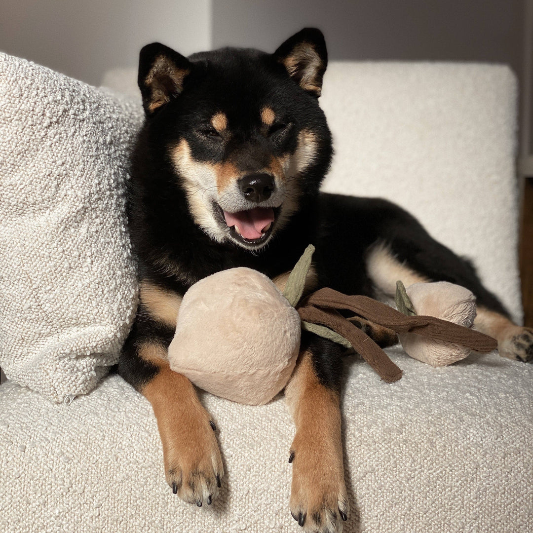Momo Enrichment Dog Toy