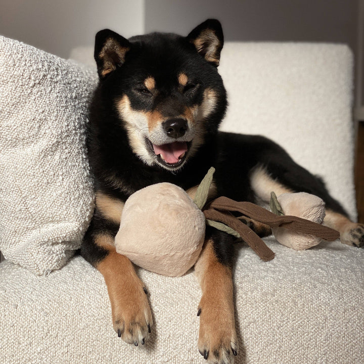 Momo Enrichment Dog Toy