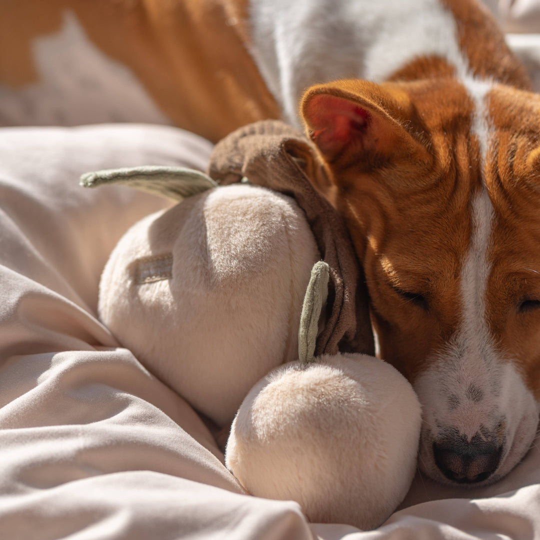 Momo Enrichment Dog Toy