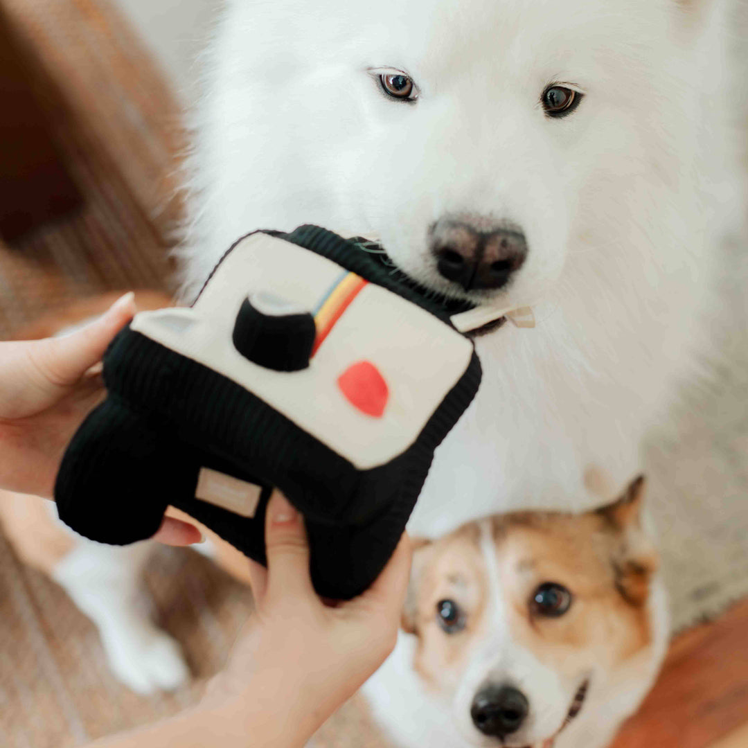 Instant Camera Enrichment Dog Toy